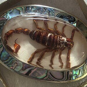 Vintage Metal Belt Buckle, Bigger Size, Silver and Abalone, Nice Resin Encased